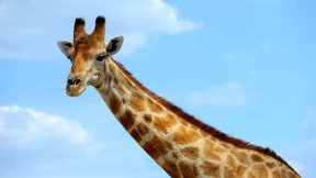 Blauzüngige Grazien