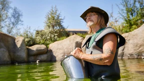 Traumjob Pinguin-Verkuppler