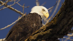Was vergiftet Amerikas Seeadler?