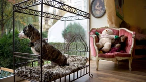 Zu Gast im Pfötchenhotel