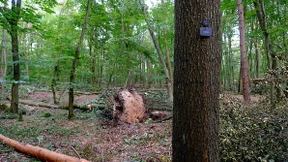 50 Bestattungsbäume müssen nach Unwetter gefällt werden