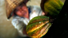 Appetit auf Schokolade treibt den Kakaopreis 