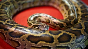 Python erdrosselt zwei schlafende Kinder