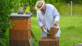 Wieder mehr Honigbienen