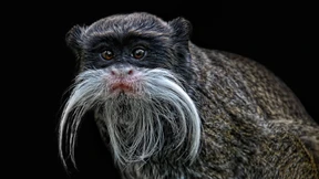 Wenn Katzen sich selbst verletzen 