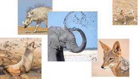 Wo die hässlichen Fünf zu Hause sind