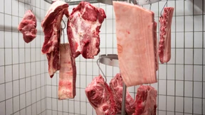 Im Bauch der Republik