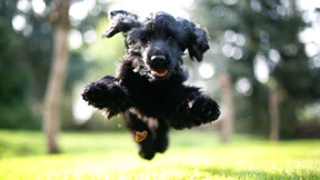 Tier-Allergene sind überall