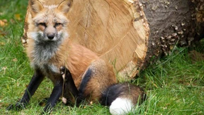 Kommentierte Fütterung als tierisches Event