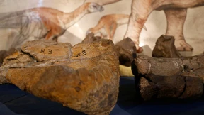 Forscher entdecken neue Dinosaurierart