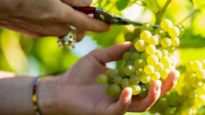 Winzer streiten über das neue Weinrecht