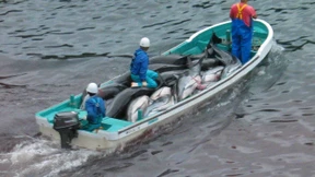 Japan tötet wieder Delfine