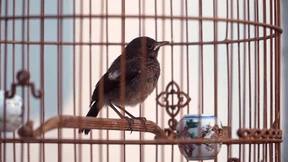 Zarte Vögel, lärmende Körbchen