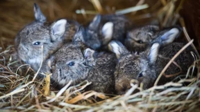 Kaninchenzüchter kritisieren den Papst