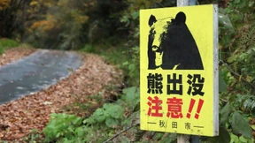 Nach 13 Todesfällen bläst Japan zur Bärenjagd