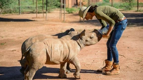 Kann der Handel mit Nashorn Tiere schützen?