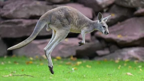 Boxende Kängurus krachen auf Campingplatz in ein Zelt