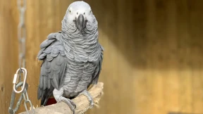 Fluchende Papageien beschimpfen Besucher