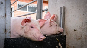 Wie Schweine ihren Artgenossen helfen
