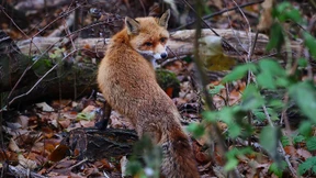 Der schönste und gerissenste Wilde