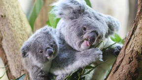 Entkommen die Koalas der genetischen Verarmung?