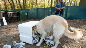 Daphne findet jedes Leckerli