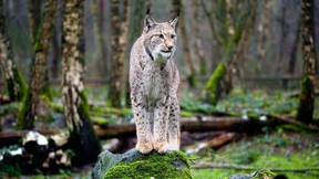 Ein Luchs auf Brautschau