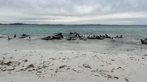 Alle rund hundert gestrandeten Grindwale sind tot