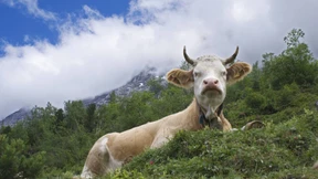 Radarsystem hält Kühe für Feinde