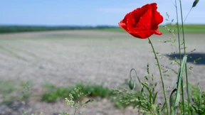 Trost im Klatschmohn