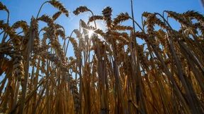 Getreideernte wieder unterdurchschnittlich