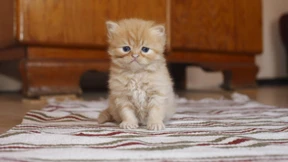 Leserbriefe vom 28. Mai 2022