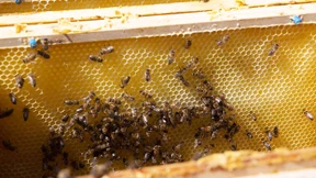 Bio-Honig aus den Bergen