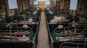 Erst das Fressen, dann das Tierwohl