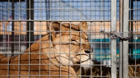 Löwen-Verbot für den Weihnachtszirkus