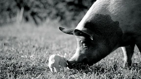 Was habt ihr ihnen angetan?