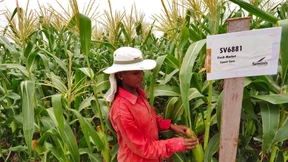 Monsantos Gewinn fällt tief