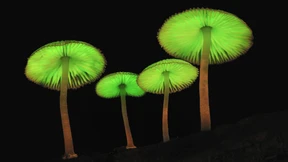 Wie Pilze die Welt retten sollen