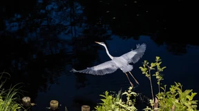 Das Srrii-irr, das plötzlich zu hören war