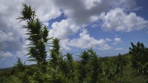 Cannabisanbau im großen Stil in öffentlichen Pflanzkübeln