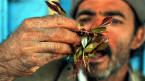 Zoll entdeckt 37 Kilogramm Kaudrogen in Reisegepäck