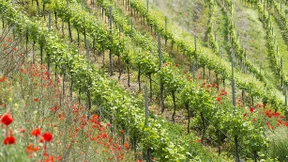 „Man darf die Umwelt nicht für ein Genussmittel verpesten“