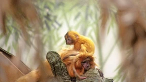 Spaß mit kleinen Waldgeistern