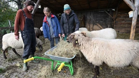 Wwoofer verstehen nur Bauernhof