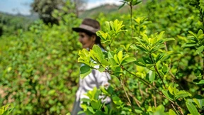 Perus Regierung kauft Kokablätter auf