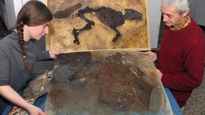 Nach 30 Jahren zwei neue Urpferdchen