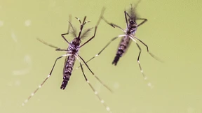 Im Mai zwölf Zika-Fälle in Deutschland