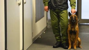 Artus, der Handyspürhund