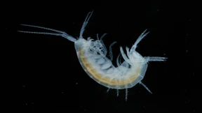 Das Drama zu unseren Füßen