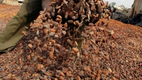 Kakaopreis steigt weiter